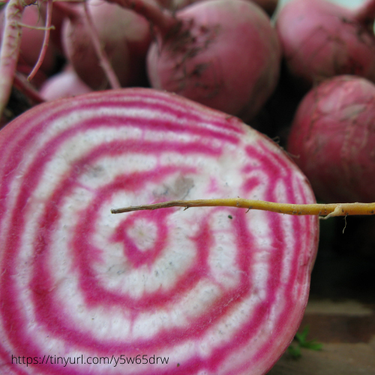 Chioggia Beet, pre 1865 Heirloom, Organic